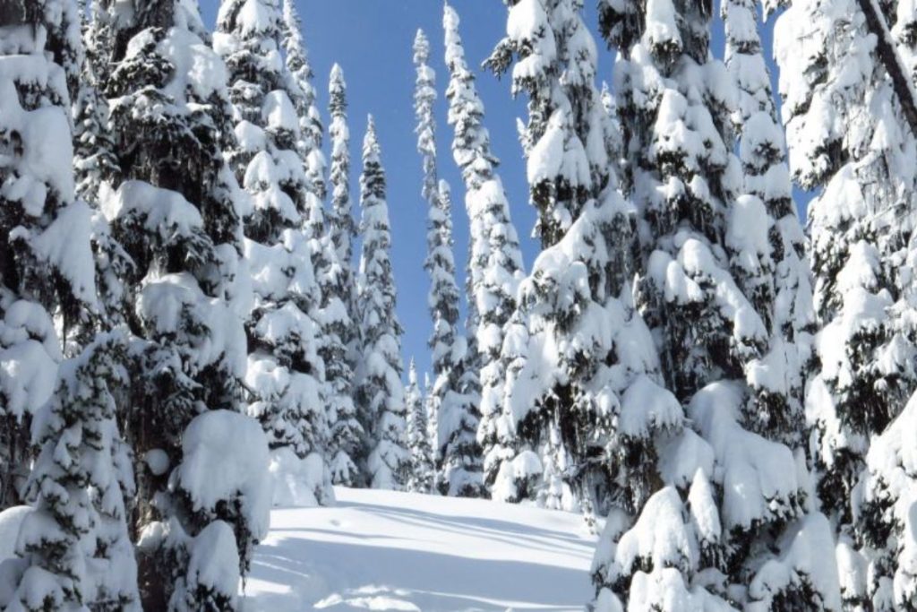 heli-skiing-snowy-trees-min