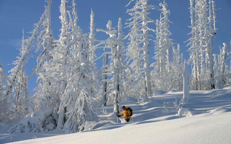 helicopter-skiing-canada-forest-min
